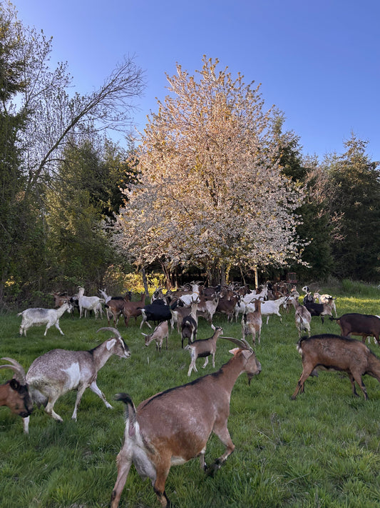 Seasonal Grazing on Goat Milk Dairies