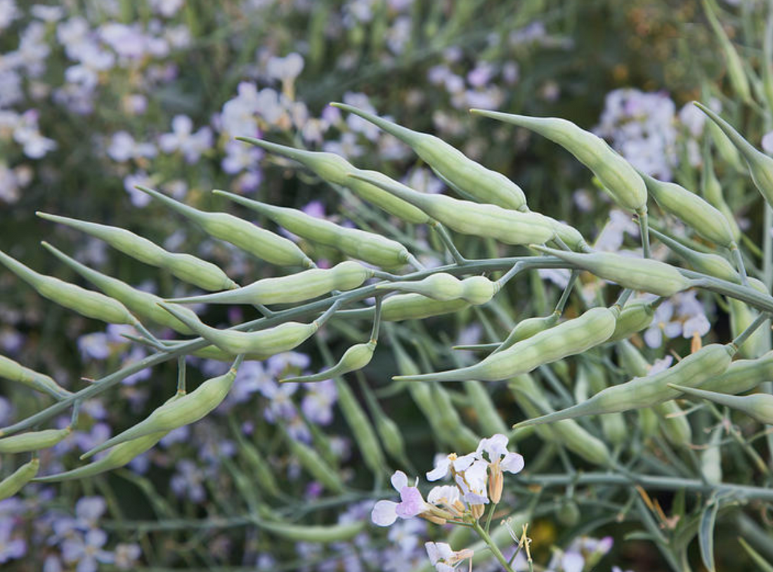 Ingredient Spotlight: Daikon Radish Seed Oil