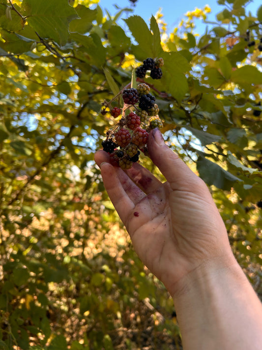 Late Summer Foraging for Blackberries