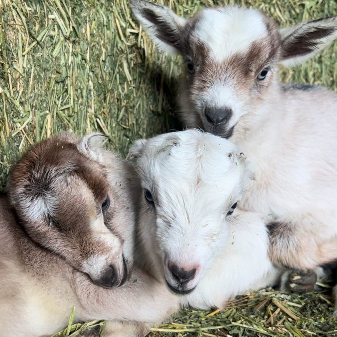 A Year in the Life of a Goat