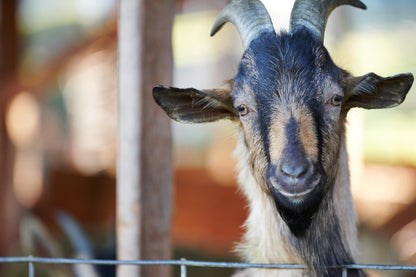 Class: Milk a Goat and Make great Soap!